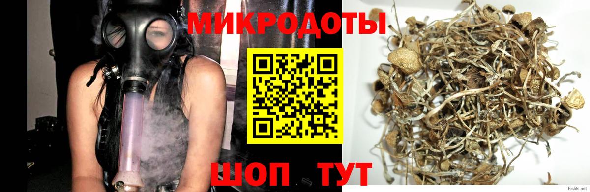 Галлюциногенные грибы Psilocybine cubensis  Вход с VPN  Псилоцибиновые грибы Cubensis  Лабинск 